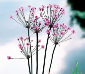 57892987d1741_Schwanenblume-Wasserviole-Blumenbinse.jpg.e1cb6be92ab3bcaa5e29866290ae8a7c.jpg