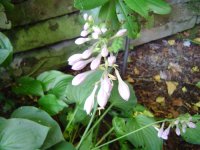 21.7.2016-hosta-1.jpg.001abe284496f6eddda4750569ab301a.jpg