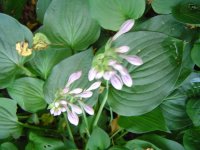 21.7.2016-hosta-2.jpg.ac572824902e1b4c4bd4d0ce387900ba.jpg