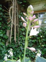 21.7.2016-hosta-3.jpg.8a2e600e241bec9488534548898f560c.jpg