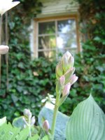 21.7.2016-hosta-4.jpg.7e7769416407d29b54708781eac20a12.jpg