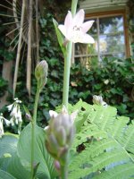 21.7.2016-hosta-5.jpg.61d571f66ce9d09d52dba8c8c686270d.jpg
