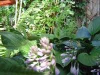 21.7.2016-hosta-6.jpg.928a3fdd777fdc91ce9083441b3989bb.jpg