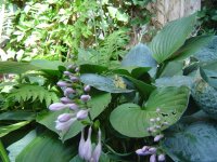 21.7.2016-hosta-7.jpg.8286330b987c167831e24aa18aeed209.jpg
