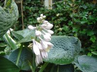 21.7.2016-hosta-8.jpg.8aebf5ea84bc2c7db7c1c4f74119007d.jpg