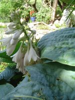 21.7.2016-hosta-9.jpg.df3c78e33471f27bb7e4ecdc4e638183.jpg
