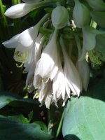 21.7.2016-hosta-10.jpg.90ad3491e4fd99d1a2657235b4f12acd.jpg