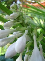 21.7.2016-hosta-12.jpg.61dd1c89a816d03bcb7570f7b3114726.jpg