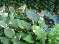 21.7.2016-hosta-13.jpg.de47257ee11ec6cd2be6073d1e05e4da.jpg