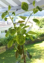 20160814_101456.jpg.945a0b7b8b58106218287cc8d369b757.jpg