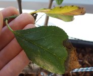 20160814_101512.jpg.b3ecb78814dc1188daa92db0b910d7a9.jpg