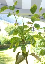 20160814_101552.jpg.c99a4294d5a77a3b17fa946da4c7c42c.jpg