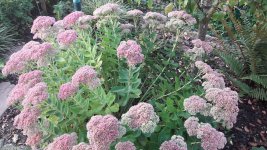 20160909_081730.jpg.7dfcc1fc38990eee05fa7cf78055224f.jpg