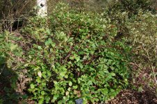 gaultheria-shallon.jpg.a2298b2c66987e6bd0212923a6fd7ca7.jpg