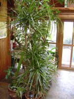 dracena-1.jpg.aca509cd12d9833bd4ca5ec75be6220f.jpg