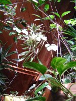 dracena-2.jpg.606e83be50bc0bb7c4fced8a18d0dbd1.jpg