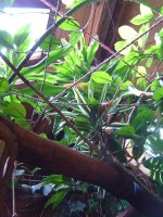 dracena-3.jpg.40494beb40e61011009c44569209427a.jpg
