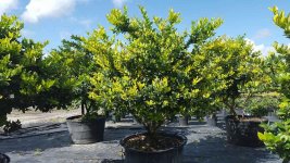 ligustrum-japonicum-japanese-privet-wax-leaf-ligustrum-1000617996-1447178504.jpg.6eaed71451166...jpg