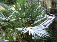 9_11.2016-Palme-1.jpg.6ac8d35db4a8028d38c234f7830d3f31.jpg