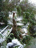 9_11.2016-Palme-3.jpg.a4fd9d8df86b84da6f629b7b5085233c.jpg