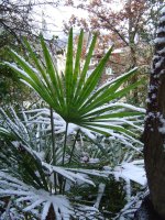 9_11.2016-Palme-2.jpg.25f20d51332fd1d9209e5334454be19a.jpg