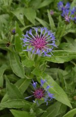 kornblume-5.jpg.f730c37fae8584d8c6dd542a276904d7.jpg
