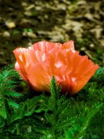 mohn-009.jpg.d8776ace3b842323cb1506974eca4622.jpg