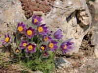 steingarten-015.jpg.cb8e727ed9c6a8fb5db2acbe8b60ba66.jpg