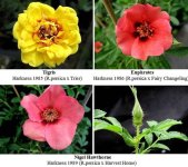 Harkness-Hulthemia.jpg.a3e7fda53bde1f2c3528f666a6685873.jpg