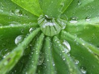 nat-impr-frhling-017.jpg.501dbd40a3305ba65ba8800492fdf1c0.jpg