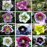 587249c228edb_Helleborus1.jpg.226ecbef2e912b75f0d97c83e7adacce.jpg