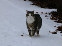 5873ec5dc327e_nuckelimSchnee.jpg.219a74a3dd9f744f79d4207d0687630f.jpg