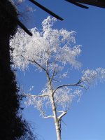 21.1.2017-winterstimmung-3.jpg.b6a0a3ccf7fbdc793d050fb2053d4c66.jpg