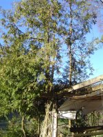 thuja-1.jpg.7373c0ffd19cf8f1aa4b827fbb5930c6.jpg