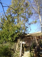 thuja-2.jpg.ab956fa85e1594e093ca7ac90b0c2745.jpg