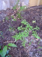 58e9f1484fc44_9.4.2017-frhling-7.jpg.14e21c874ad29d7a211e6a91dd7b4a34.jpg