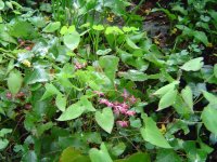 58f47b581f2b1_17.4.2017-frhling-4.jpg.fe77f9f708d9e5215d00287086e48173.jpg