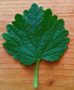 blatt.jpg.ba145c4a5c4b4c23e86906b188c2bf46.jpg
