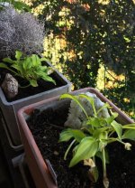 Bonsai-Hosta.jpg.6b622f07feb7c6e8d1b50aa2ae4dd8d5.jpg