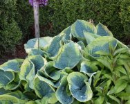 59229e4af0226_hosta1.jpg.2b14e862fb4da992b675cab3a0c2a2d0.jpg