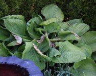 59229e52c5484_Hosta2.jpg.1e46eda2af4947ee2dab4b6e09c4f96f.jpg