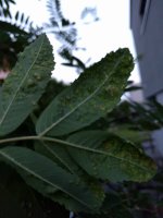 IMG_20170528_212333.jpg.25f65a8853be860dd63c7750db85329f.jpg