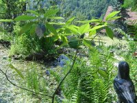 29.5.2017-hosta-nachwuchs-5.jpg.33a2ca67a2191ec0e66a9efda7e5ea5b.jpg