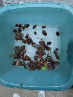 20170608_212928.jpg.4c350757bbe27e7197568e6ac07347e1.jpg