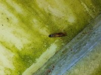 20170610_143043.jpg.16e375cc4308b29417e6f9fdea253bdf.jpg