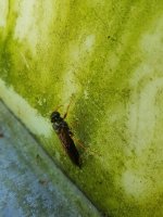 20170610_143057.jpg.712c048a1313da875e784e7e5f510f34.jpg