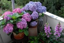 images.jpeg.d9933b33880ab71a849d2ecb7399f179.jpeg