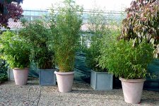 A_Bambus-in-Gefaessen-2.jpg.afc153d2649b4425a4c8708a33de7157.jpg