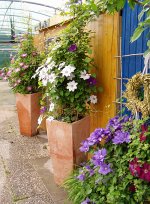 Clematis-im-Kuebel.jpg.274fc97b9f2653cace6b94e1c5d91de0.jpg