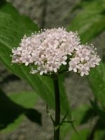 baldrian-2.jpg.6b7ec1d8adce4239c2263f43b28797dc.jpg